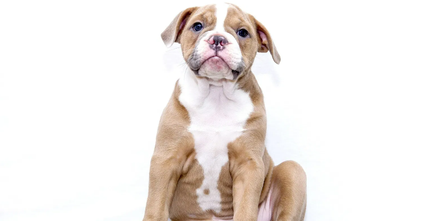 ביטוח אופניים